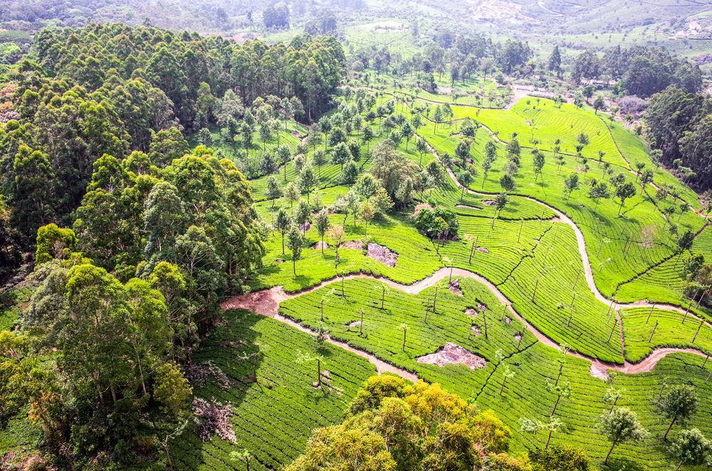 Munnar - Terrace Greens, A Sterling Holidays Resort Exterior foto