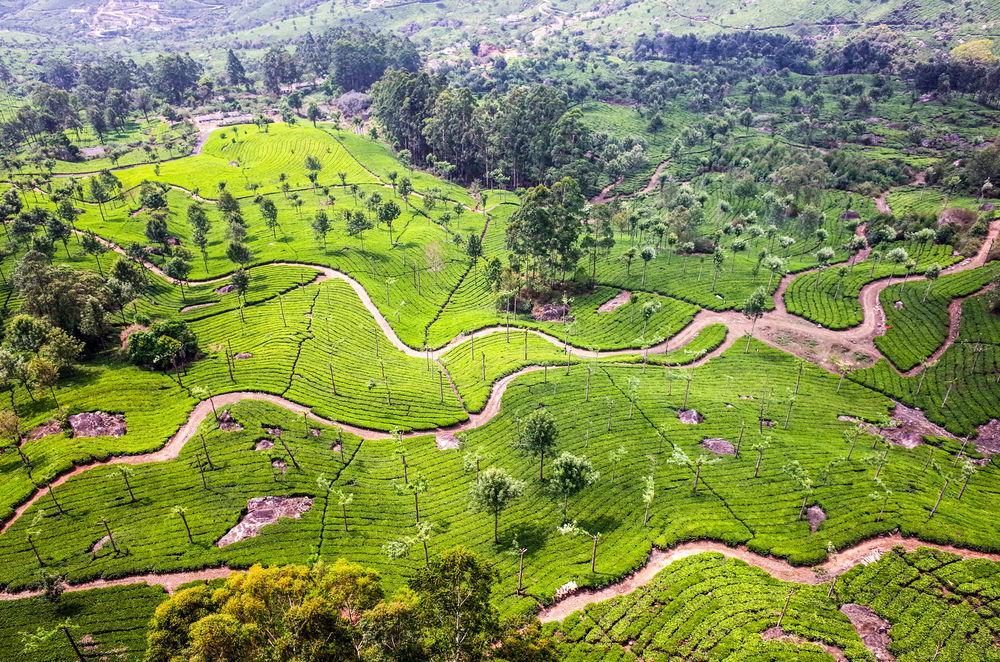 Munnar - Terrace Greens, A Sterling Holidays Resort Exterior foto